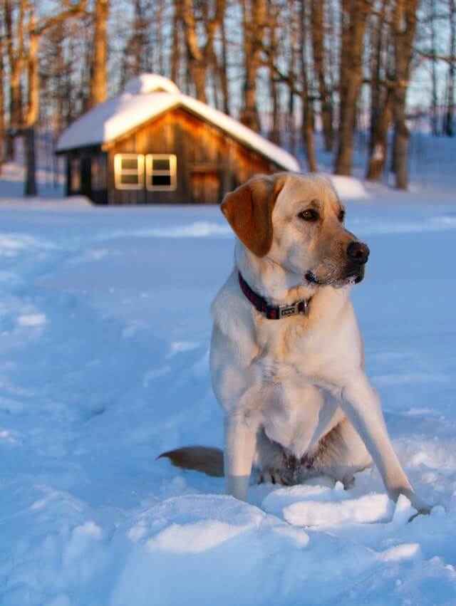 Winter Safety Tips to Keep Your Dog Safe