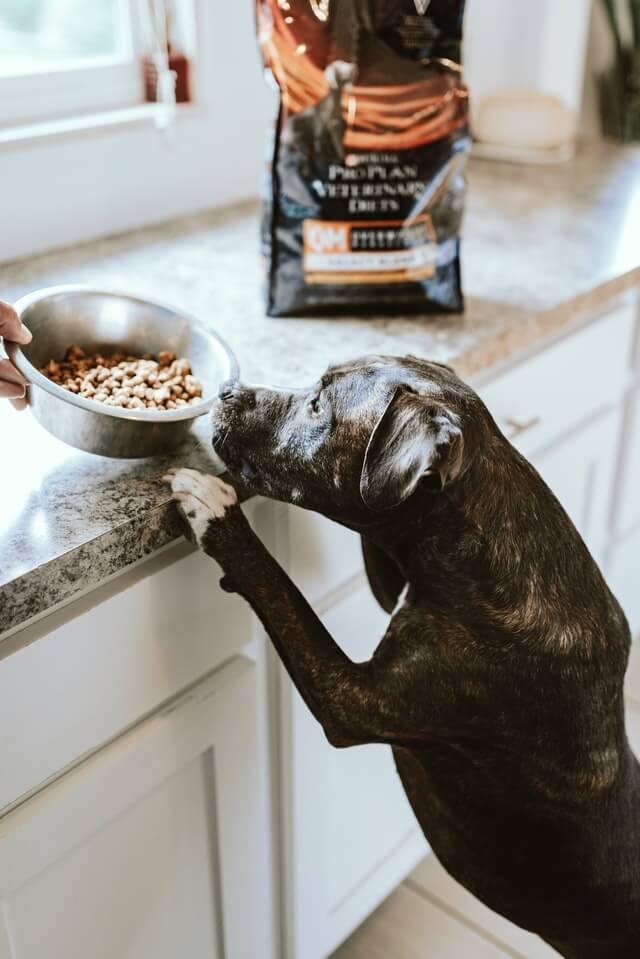 Top 10 Best Airtight Dog Food Storage Containers - IneptHomeowner