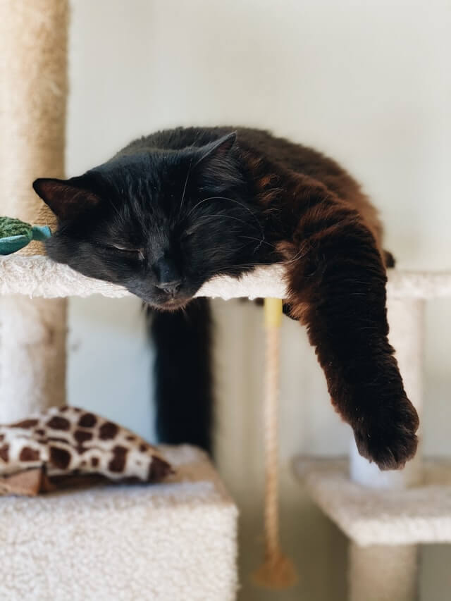 When should you replace your cat tree?
