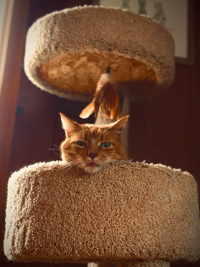Where should you put a cat tree?